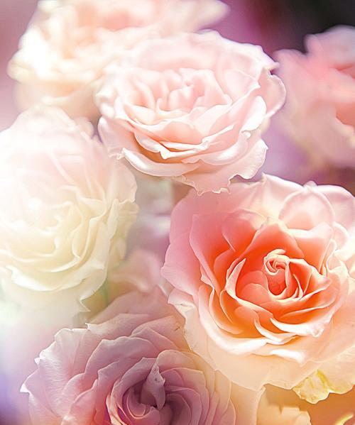 粉色玫瑰花的意义（探索玫瑰花的情感和象征意义）