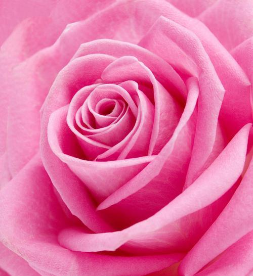 粉色玫瑰花的意义（探索玫瑰花的情感和象征意义）