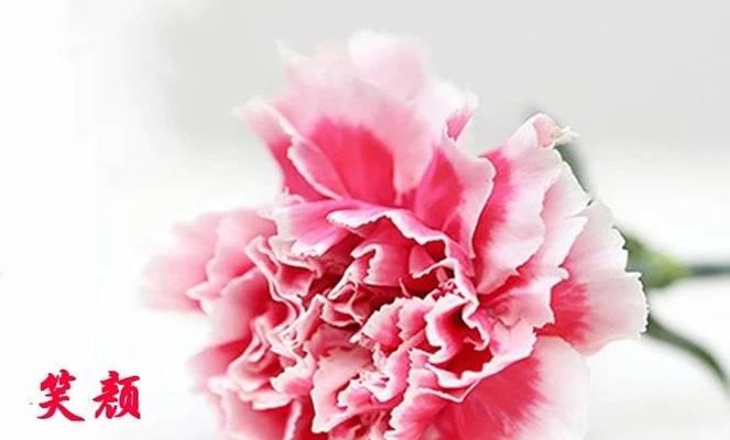 粉康乃馨的花语（温暖与感恩的象征）
