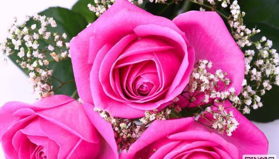 粉玫瑰的代表寓意及象征意义（浪漫情感与温柔之花）
