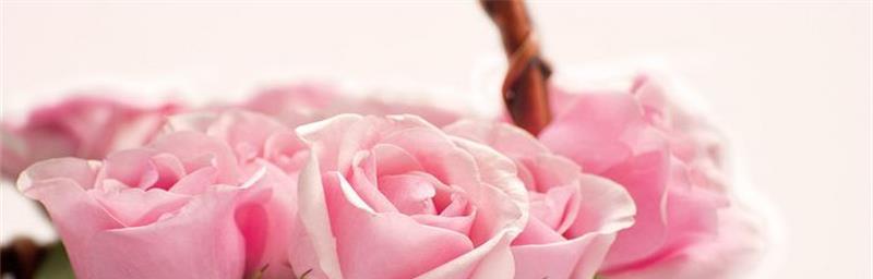 粉玫瑰的花语与寓意（探究粉玫瑰的象征与内涵）
