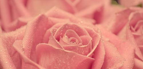 粉玫瑰（探寻粉玫瑰的花语和文化内涵）