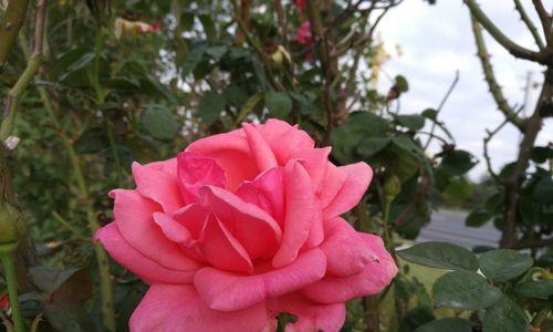 粉玫瑰（探寻粉玫瑰的花语和文化内涵）
