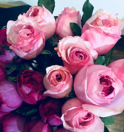 粉色玫瑰的代表意义——爱与温柔（浪漫的爱情使者）
