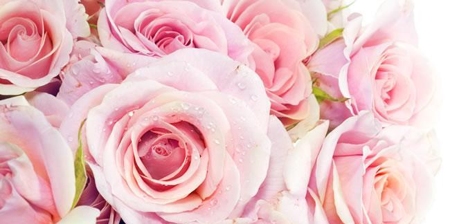 粉色玫瑰花的象征意义（浪漫之花）