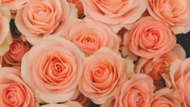粉色玫瑰花的象征意义（浪漫之花）