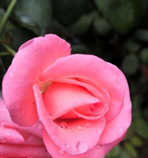 粉色玫瑰花的意义与象征（探寻玫瑰花的粉色魅力）