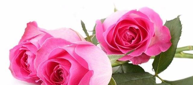 粉色玫瑰的花语（探索粉色玫瑰的意义与象征）