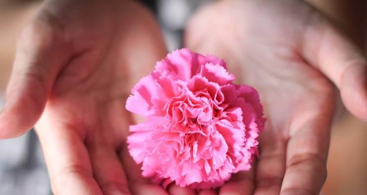 粉色康乃馨的花语——爱与美的象征（探索康乃馨花语的深层含义）
