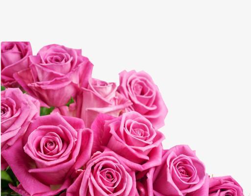 粉色玫瑰的象征意义（揭开粉色玫瑰的浪漫与温柔）