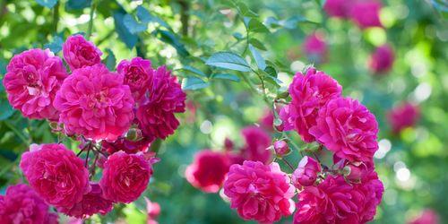 粉色玫瑰的神秘之美（探索粉色玫瑰的意义与象征）