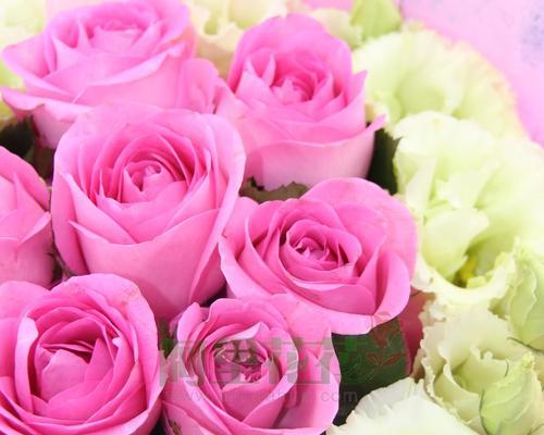 粉色玫瑰的美丽和象征意义（探索粉色玫瑰在文化和情感中的独特地位）