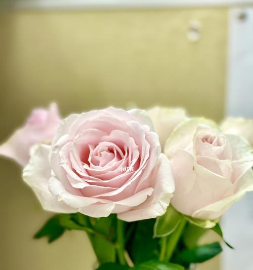 粉色玫瑰的美丽和象征意义（探索粉色玫瑰在文化和情感中的独特地位）