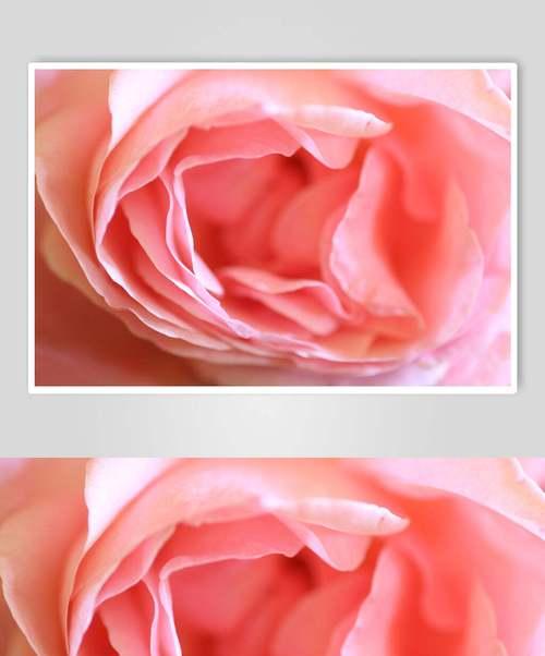 粉色玫瑰的浪漫与温柔（探寻粉色玫瑰的代表意义和神秘力量）