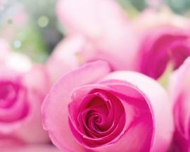 粉色玫瑰花的浪漫与温柔（探寻粉色玫瑰花的象征意义）