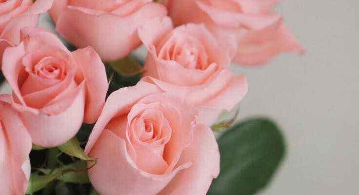 粉色玫瑰花（了解粉色玫瑰的历史）