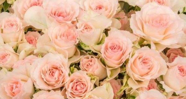 粉色玫瑰花的寓意与花语（探寻粉色玫瑰花的浪漫情感）