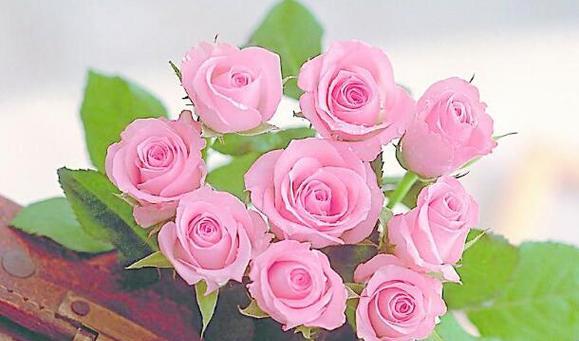粉色玫瑰花的寓意与花语（探寻粉色玫瑰花的浪漫情感）