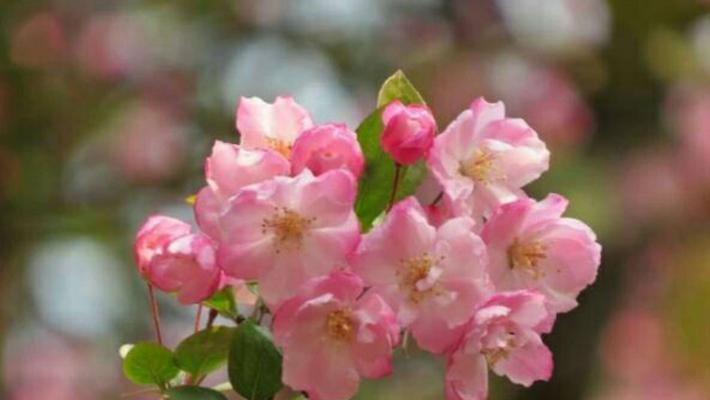粉色樱花的花语（春天的使者——粉色樱花）