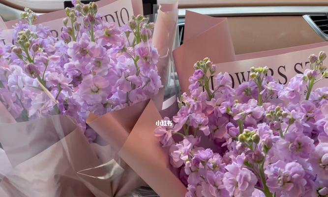 粉色紫罗兰的花语（传递爱意与温暖的花朵）