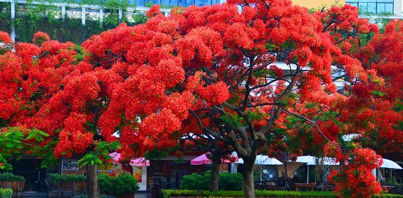 枫叶之舞——花开花落的寓意（秋日枫叶）