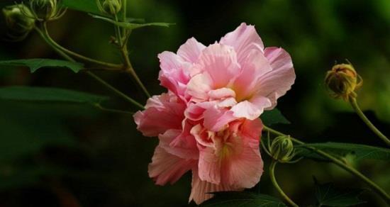 芙蓉花的寓意与象征意义（揭示芙蓉花美丽背后的深刻内涵）