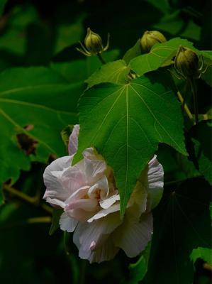 芙蓉花的花语——娇艳绽放的美丽（以芙蓉花为主题的花语及其象征含义）