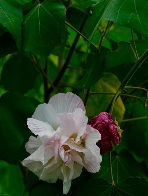 芙蓉花的花语和寓意（探索芙蓉花的深层含义与美丽）