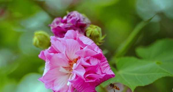 芙蓉花的花语与代表意义（探秘芙蓉花的深刻寓意）