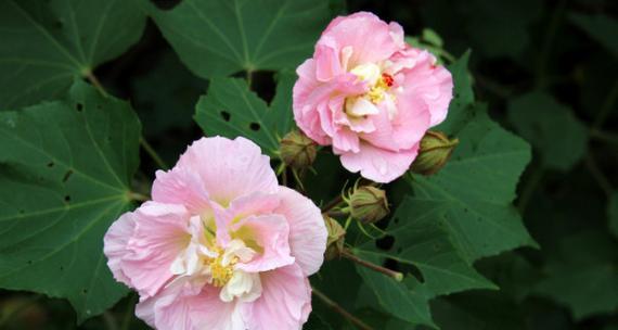 芙蓉花（深入探索芙蓉花的文化与意义）