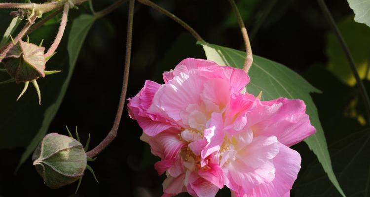 芙蓉花（深入探索芙蓉花的文化与意义）