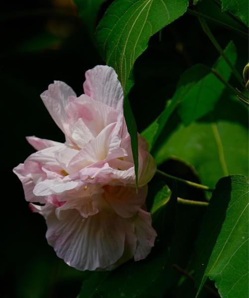 木芙蓉（探秘木芙蓉的传说与花语）