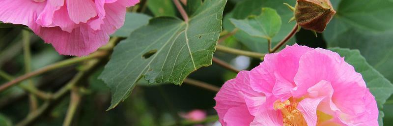 木芙蓉（探秘木芙蓉的传说与花语）