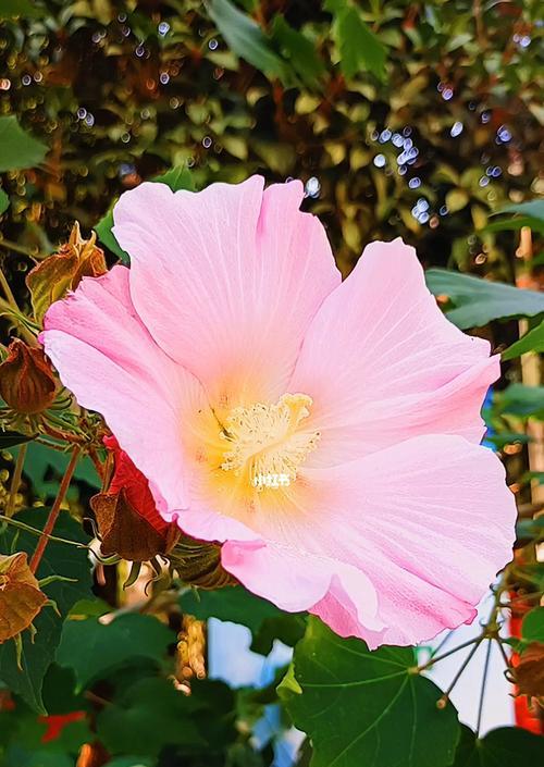 木芙蓉（探秘木芙蓉的传说与花语）