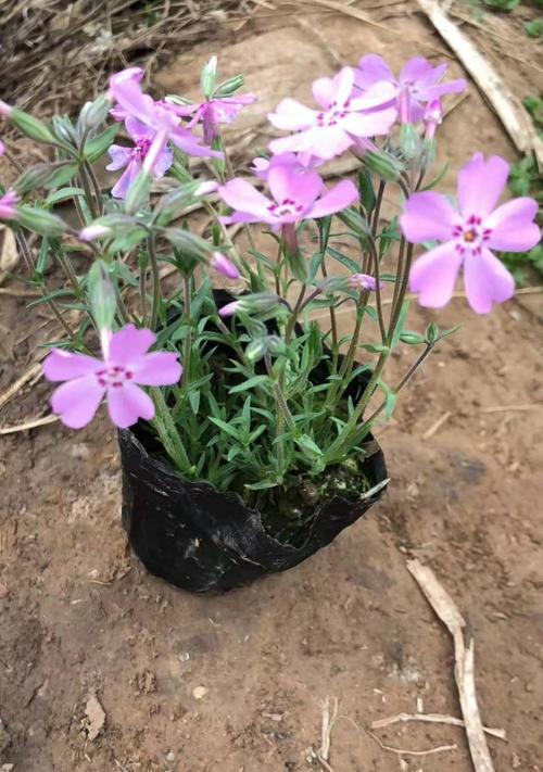 宿根福禄考花语——揭示花朵的神秘语言（探寻植物的内心世界）