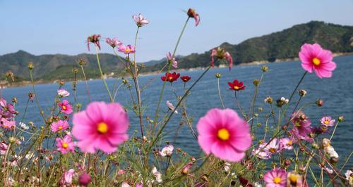 格桑花的花语之美——诠释坚韧、纯洁与希望（探寻格桑花花语的深层内涵与意义）