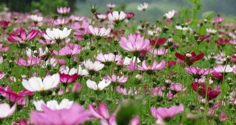 格桑花的寓意与生命之美（探寻格桑花的花语）