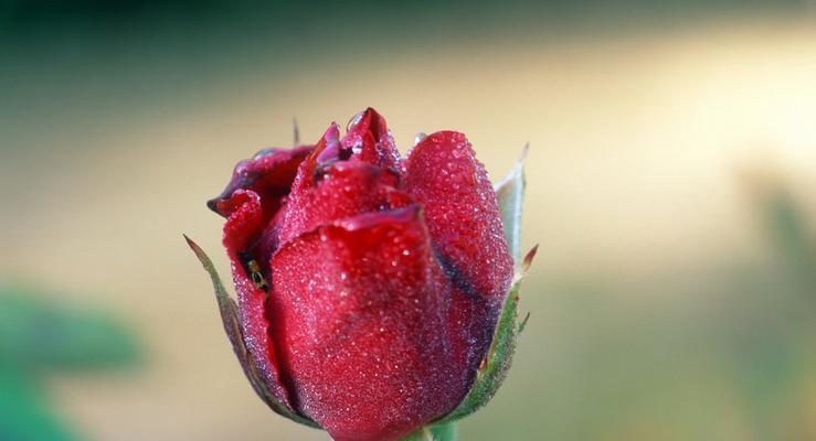 玫瑰花的花语与象征意义（探索玫瑰花的各种含义与象征）