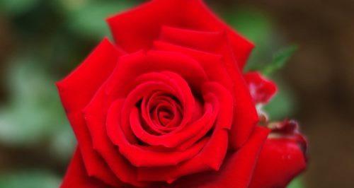玫瑰花的色彩语言（探索玫瑰花各种颜色的含义与象征）