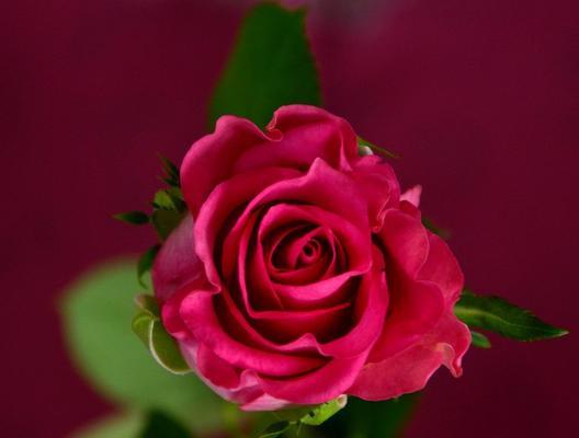 玫瑰花的意义与象征（以各种颜色玫瑰为主题的情感传递之旅）