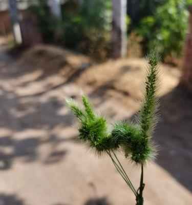 狗尾巴草的寓意与启示（探寻狗尾巴草的神秘力量）