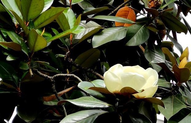 广玉兰花的寓意及其美丽之处（探寻广玉兰花的象征意义和品质特点）