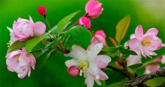 海棠花的传说与花语（中国传统文化中的海棠花）