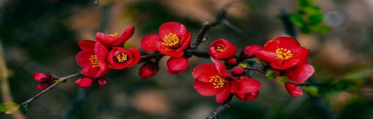 海棠花的象征意义与花语解读（红色海棠的意义与传说）