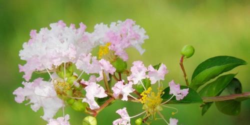 探秘海桐花的花语之美（用花语读懂海桐花的情感与寓意）