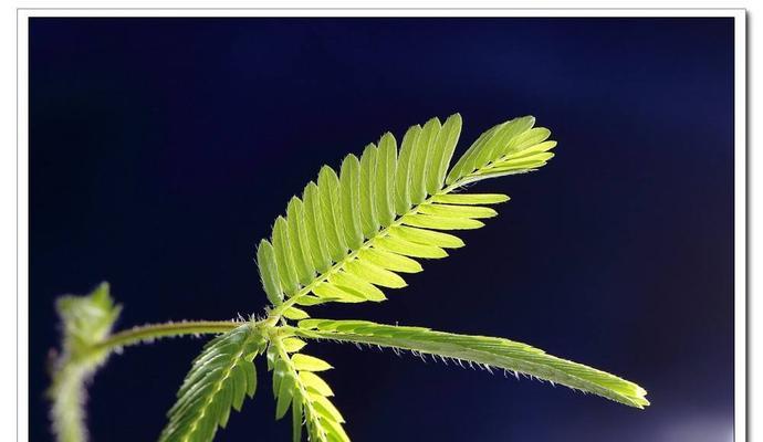 含羞草的花语与寓意（揭秘含羞草的神秘世界）