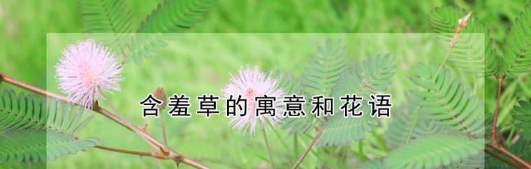 含羞草的花语与寓意（揭秘含羞草的神秘世界）