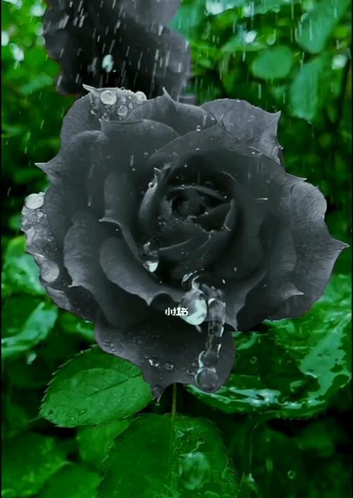 黑玫瑰（探索黑玫瑰代表的多重意义及其在文化中的角色）