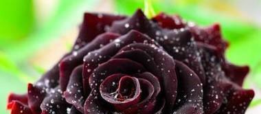 黑玫瑰的花语和寓意（探索黑玫瑰的神秘之美）