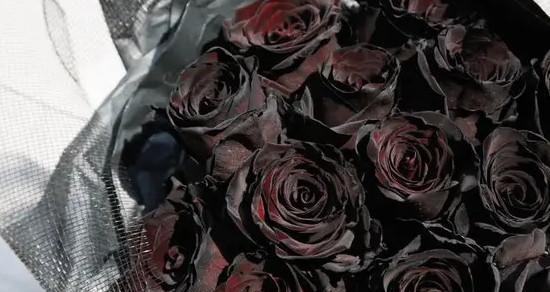 黑玫瑰花语（探索黑玫瑰的花语与象征）